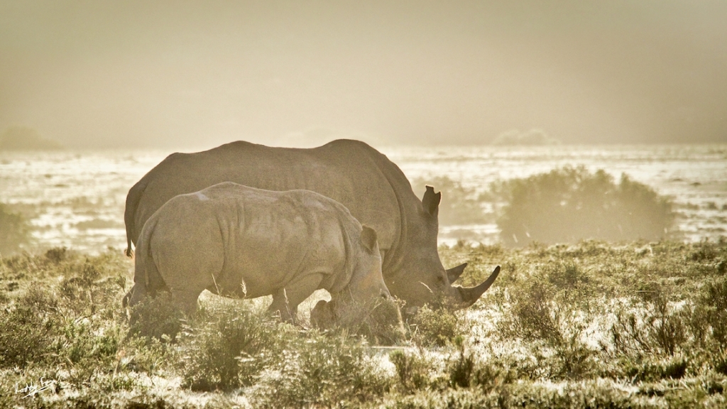 Rhinoceros: the haiga image